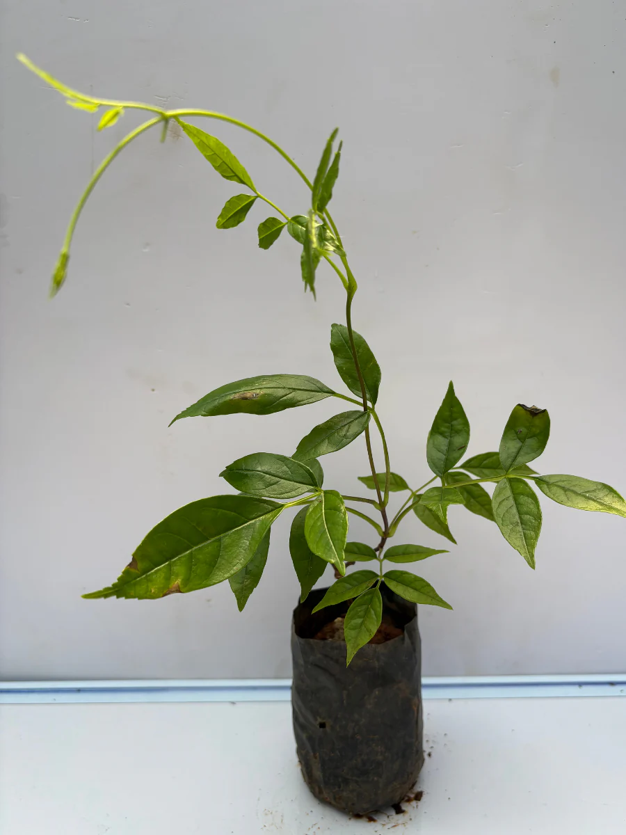 Fraser Island Creeper (Rooted plant in poly bag) - Image 3