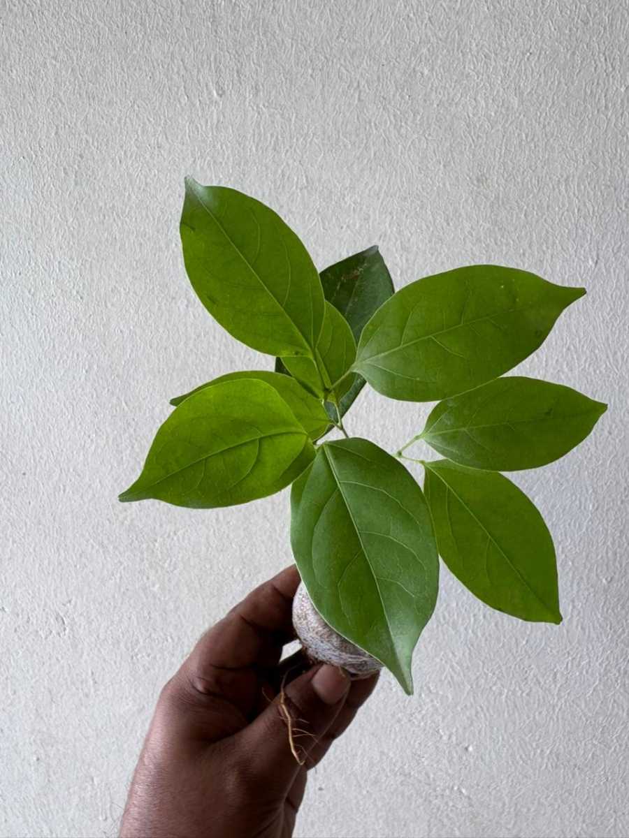 Garlic Vine (In Jiffy Bag)  Set of 2 plants - Image 3