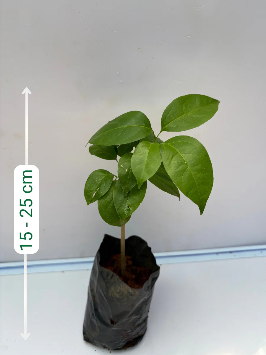 Garlic Vine ( Mansoa Alliacea) Rooted plant in poly bag - Image 3