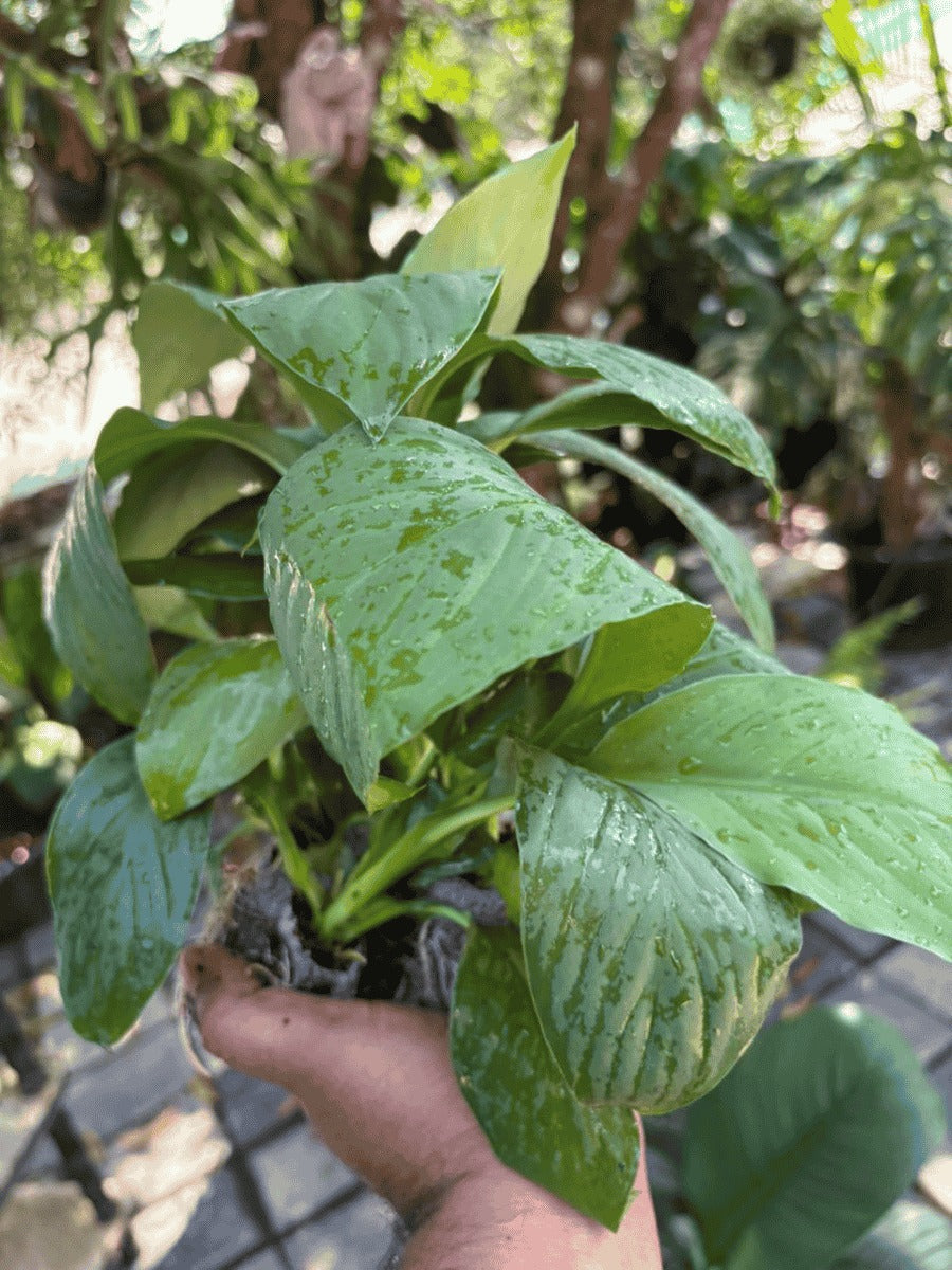 Giant Peace Lilly (Spathiphyllum Sensation) Super Combo 499- - Image 3