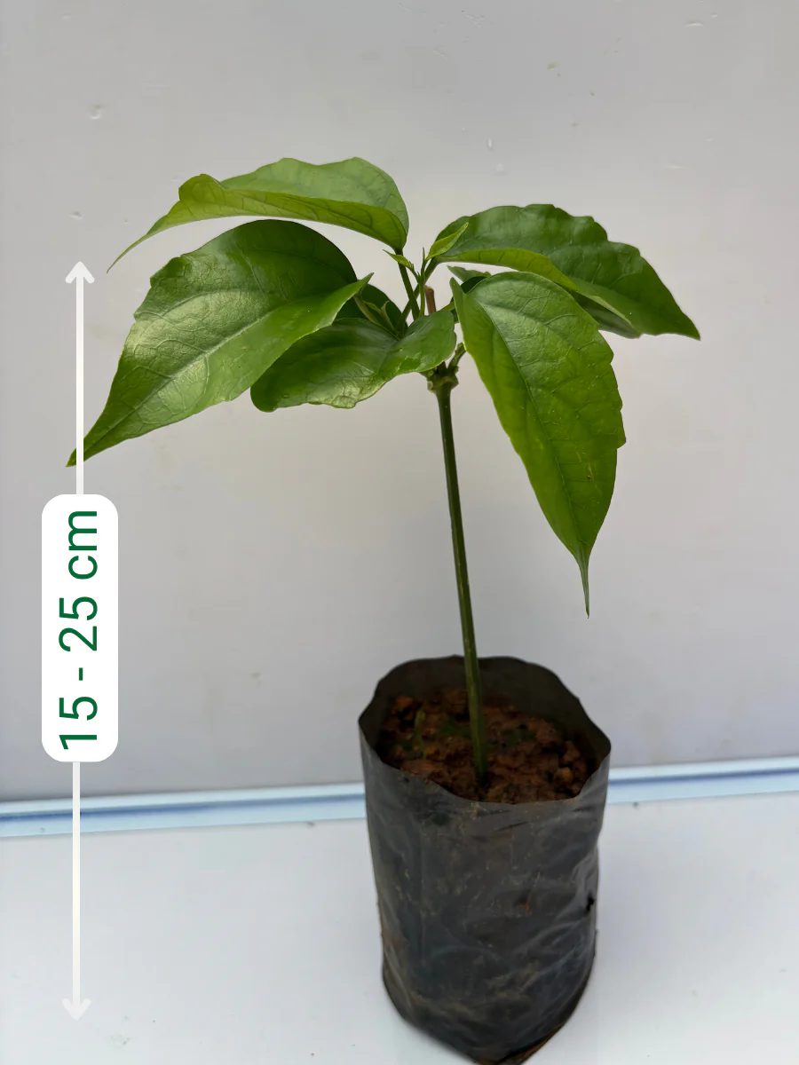 Golden Cascade (Rooted plant in poly bag) - Image 3