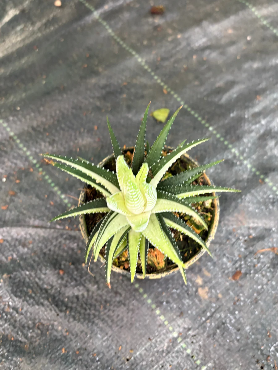Haworthia Attenuata Variegated (Well rooted Plant) - Image 3