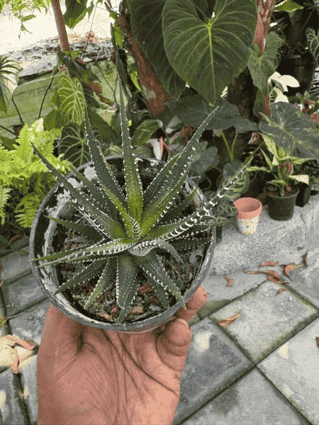 Haworthia Attenuata (With Pot) - Image 3