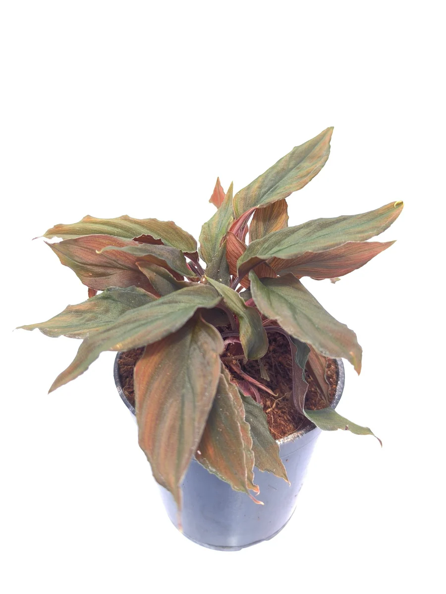 Homalomena Humilis Red Medium Sized Plant Without Pot