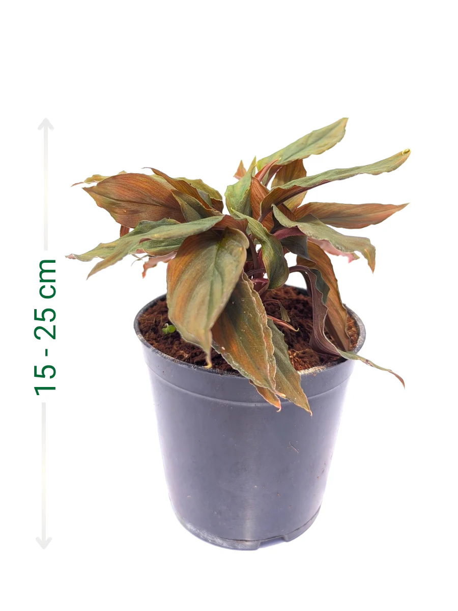 Homalomena Humilis Red Medium Sized Plant Without Pot - Image 2