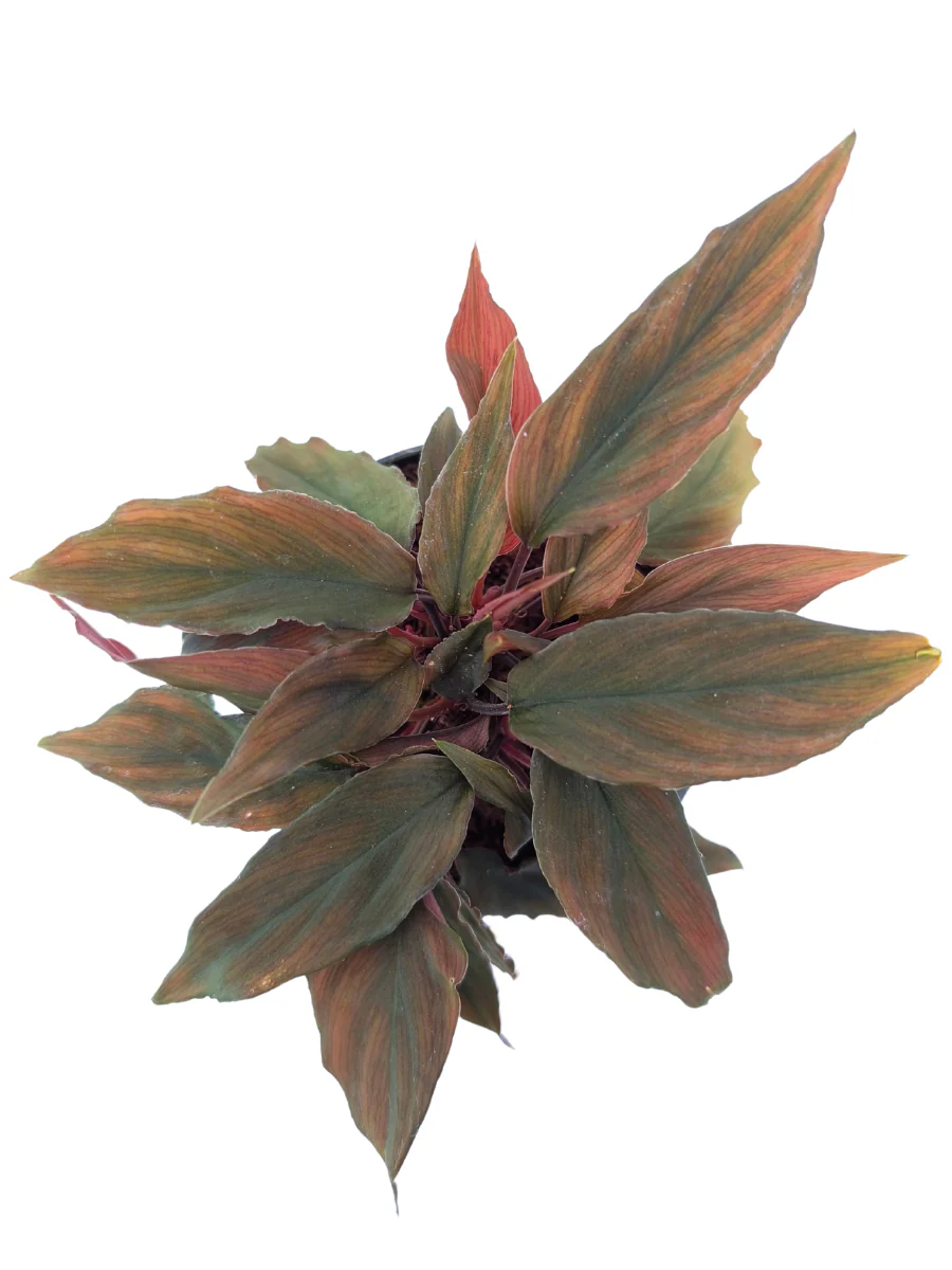 Homalomena Humilis Red Medium Sized Plant Without Pot - Image 3