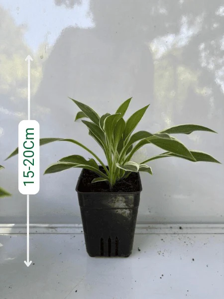 Hosta Fragrant Branquet (With Pot) - Image 2