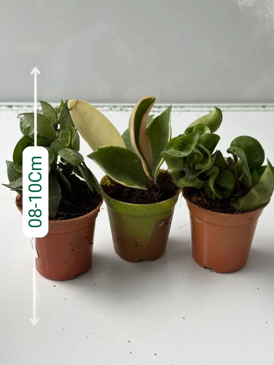 Hoya Plant Super Combo 444-Krohlana+Carnosa+Variegated (With Pot) - Image 2