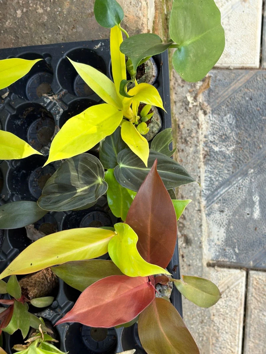 Indoor Plants Super Combo 777- Pluto Gold, Monstera Deliciosa, Philodendron Melanochrysum,Philodendron McColley’s Finale,Philodendron Orange Splendor (In Jiffy Bags) - Image 3