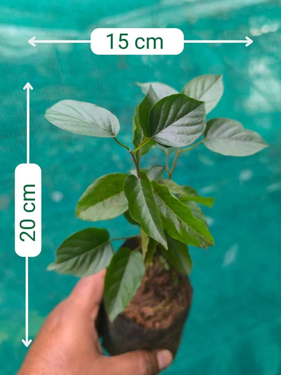Manimulla (Rooted Plant in Nursery bag) - Image 3