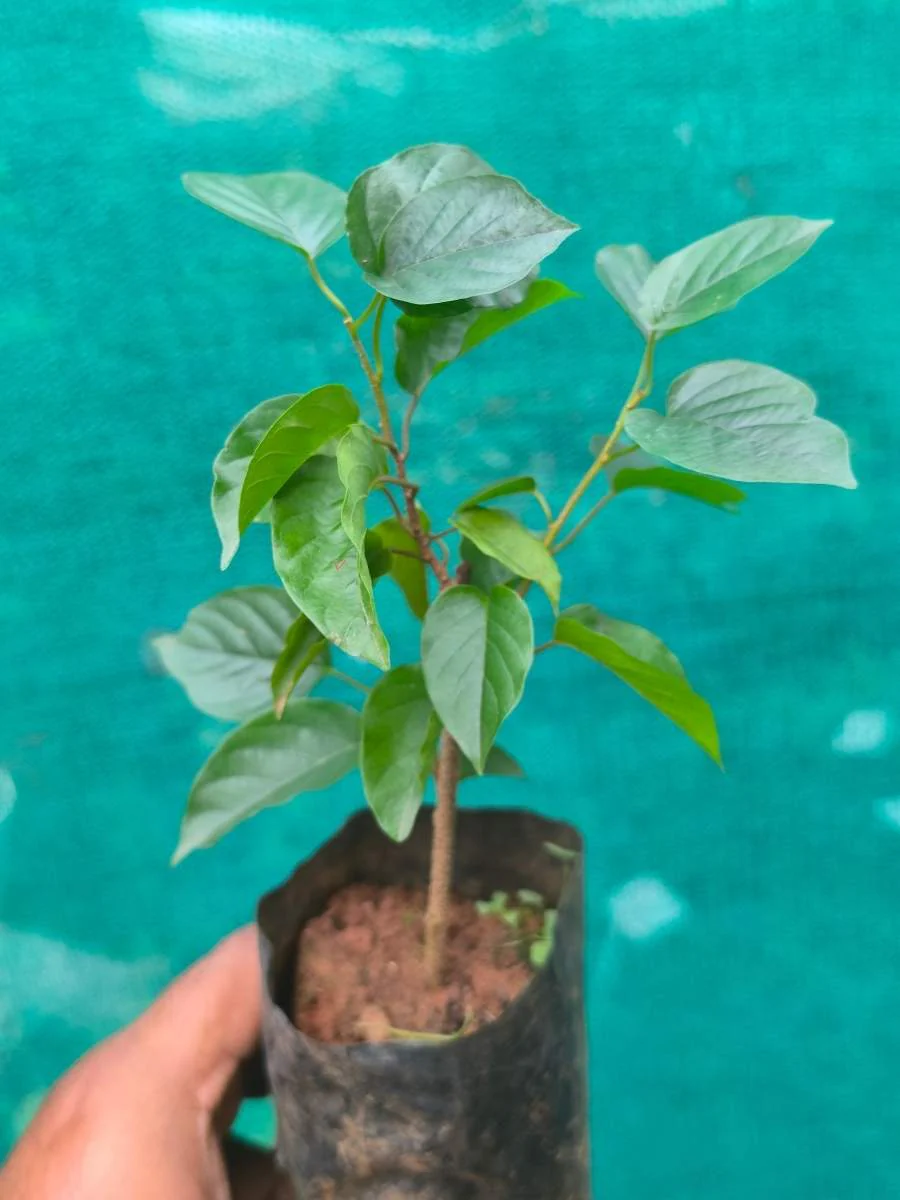 Manimulla (Rooted Plant in Nursery bag) - Image 4