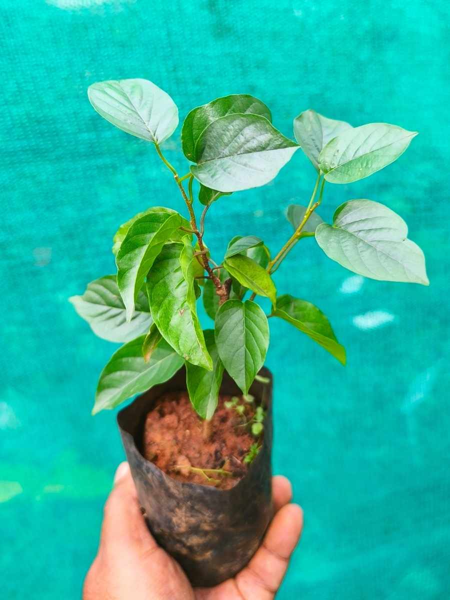 Manimulla (Rooted Plant in Nursery bag) - Image 5