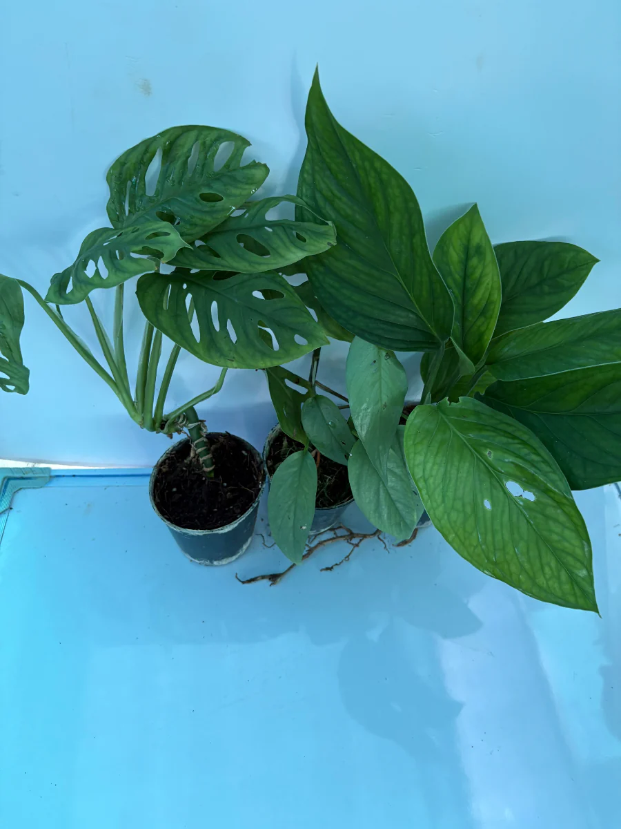 Monstera Combo ( Cebu Blue, Pinnatipartita, Non Vining Adansonii) Tissue Culture Plants in Jiffy Bags ) - Image 3