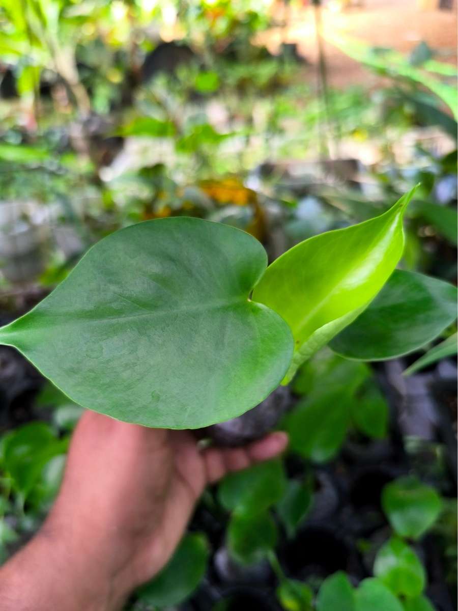 Monstera Deliciosa (Tissue Culture Plant in Jiffy bag) - Image 3