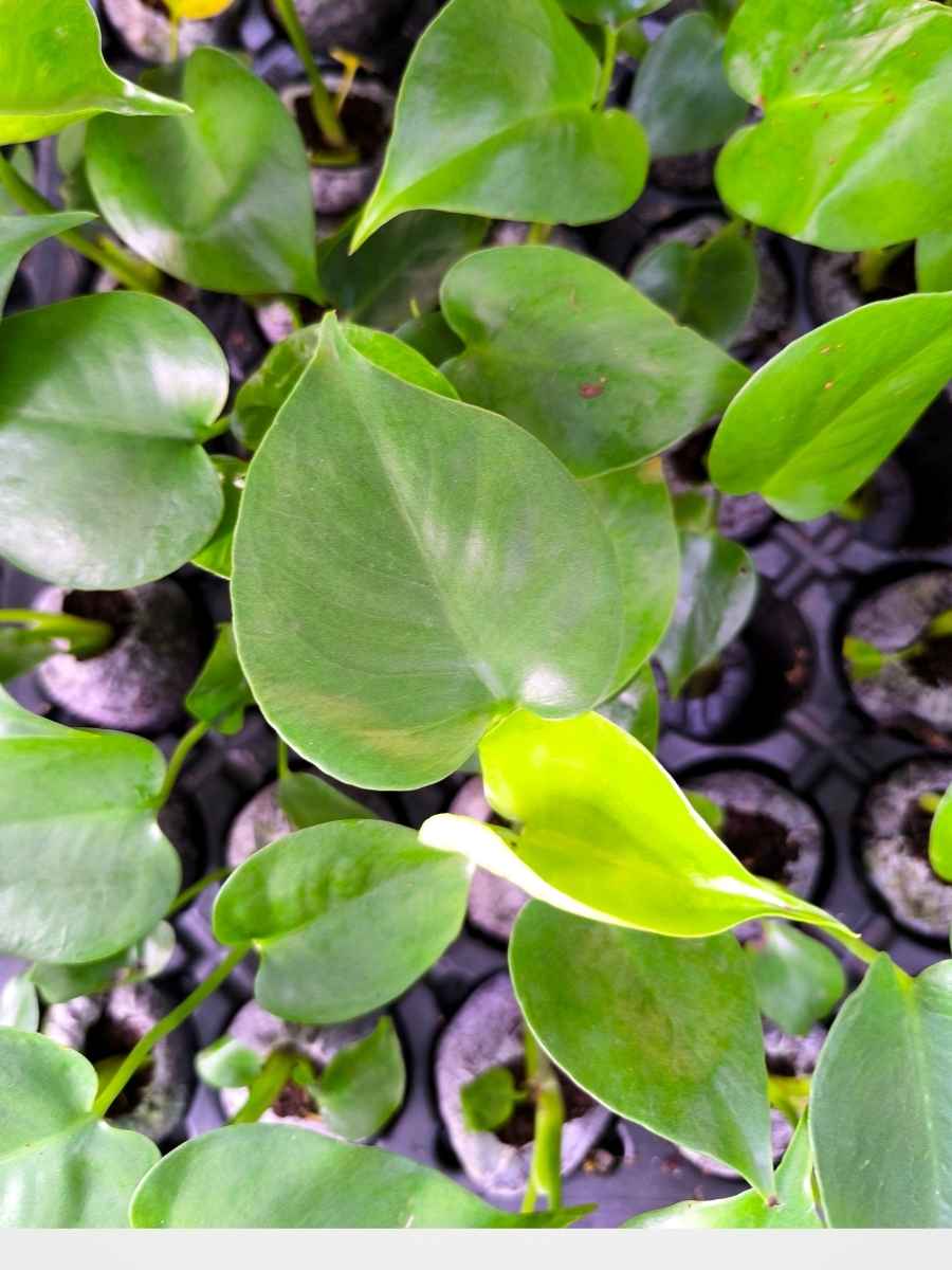 Monstera Deliciosa (Tissue Culture Plant in Jiffy bag) - Image 4