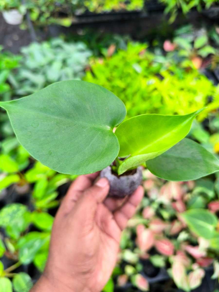 Monstera Deliciosa (Tissue Culture Plant in Jiffy bag) - Image 5