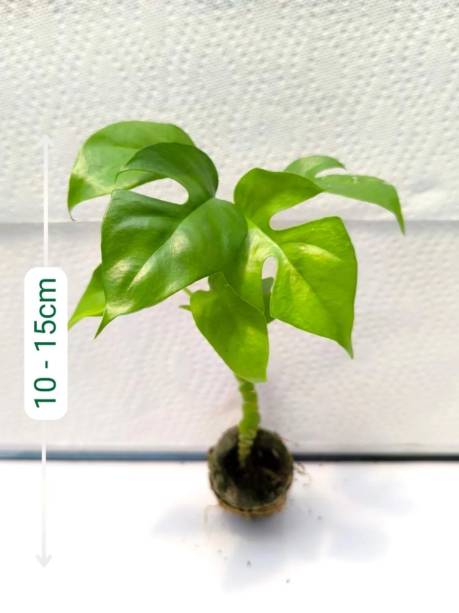 Monstera Minima(Tissue Culture Plant in Jiffy bag) - Image 2