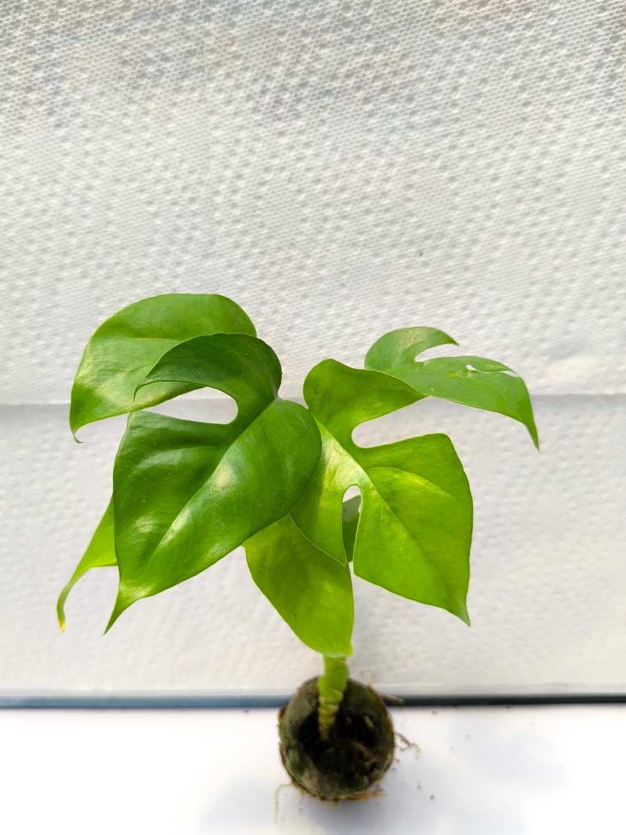 Monstera Minima(Tissue Culture Plant in Jiffy bag) - Image 3