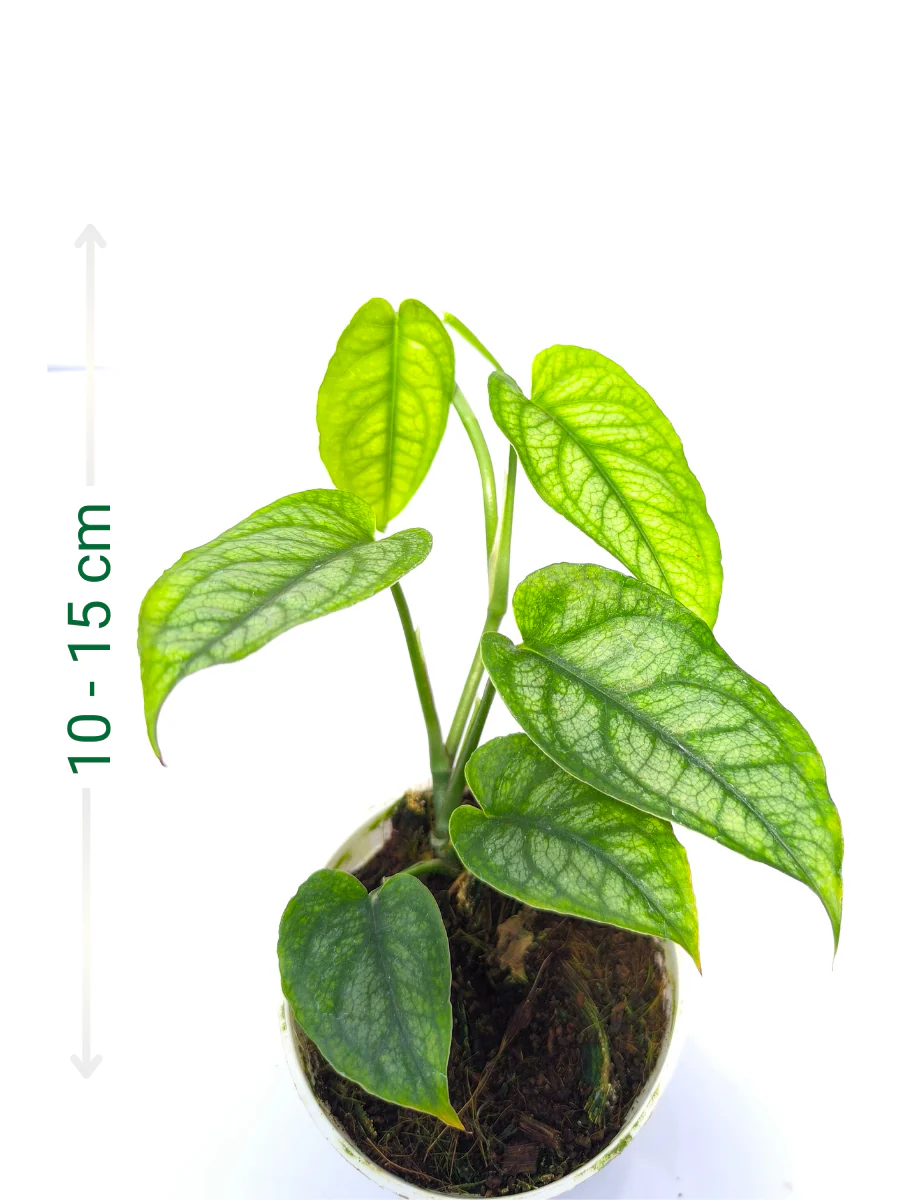 Monstera Siltepecana Small Plant Without Pot - Image 2