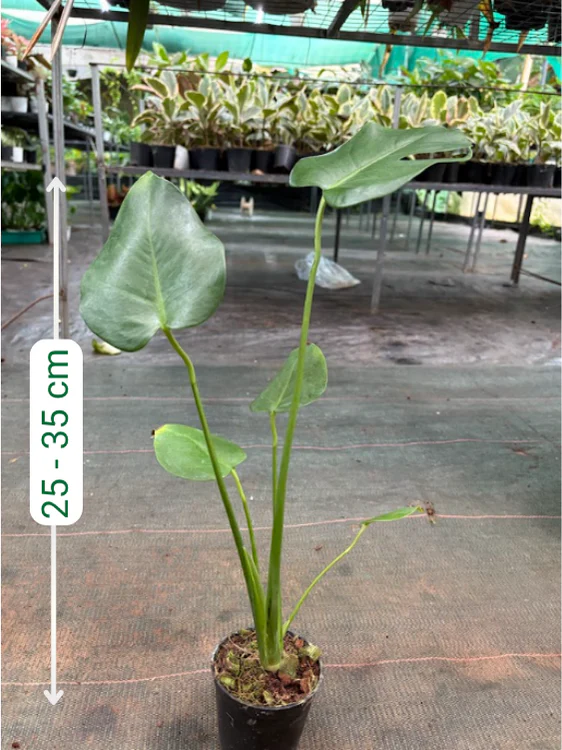 Monstera Tauerii (Well rooted Plant in 3 inch Pot) - Image 2