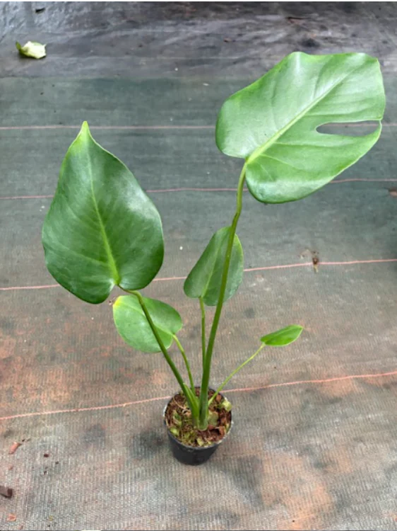 Monstera Tauerii (Well rooted Plant in 3 inch Pot) - Image 3