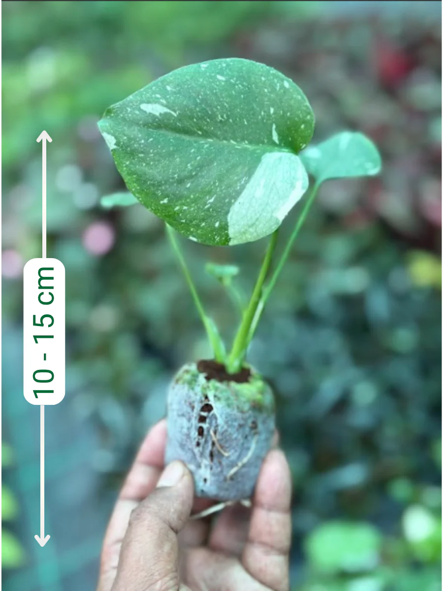 Monstera Thai Constellation Variegated Hardened Tissue Culture Plant  in Jiffy - Image 2