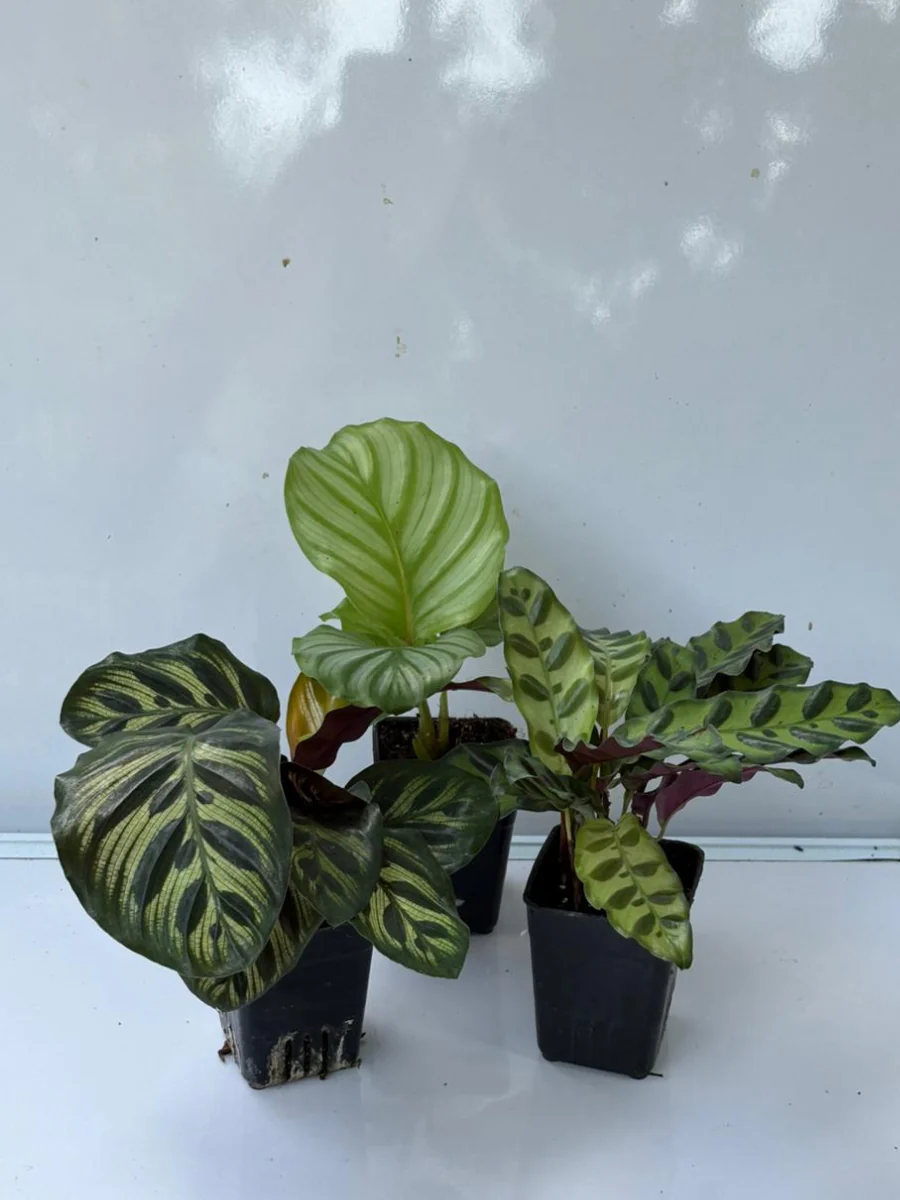 Calathea Combo 899-Orbifolia+Makoyana+Insignis (With Pot) - Image 3