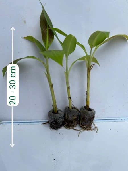 Ornamental Red Banana ( Musa Siam Ruby) Combo 777 for 3 Well hardened Tissue Culture Plants in Jiffy bags - Image 2