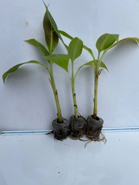 Ornamental Red Banana ( Musa Siam Ruby) Combo 777 for 3 Well hardened Tissue Culture Plants in Jiffy bags - Image 3