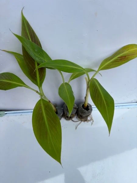 Ornamental Red Banana ( Musa Siam Ruby) Combo 777 for 3 Well hardened Tissue Culture Plants in Jiffy bags - Image 4