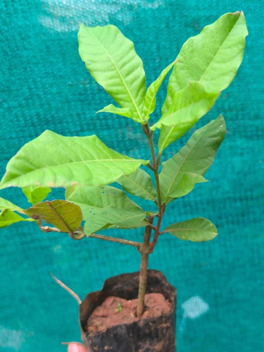 Petria Blue ( small rooted plant in nursery bag ) - Image 4