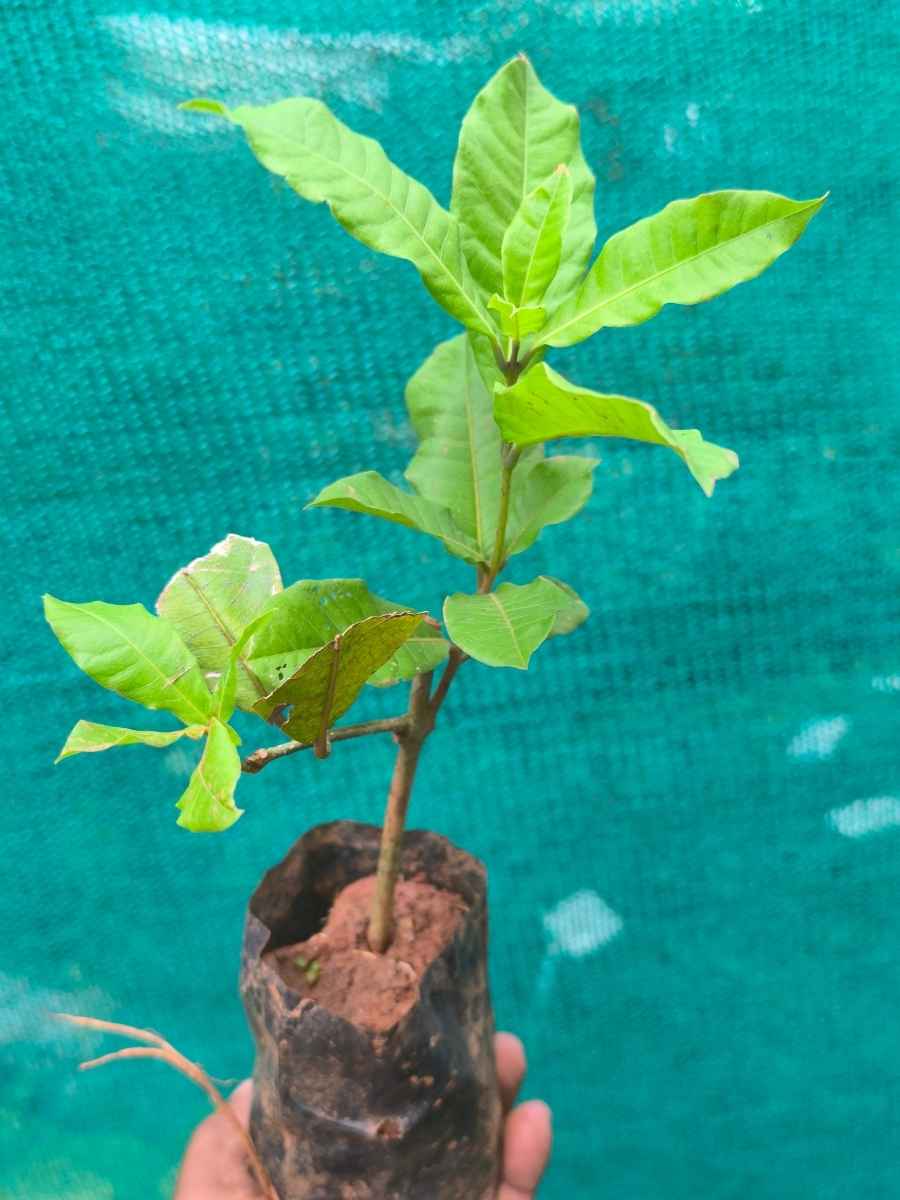 Petria Blue ( small rooted plant in nursery bag ) - Image 5