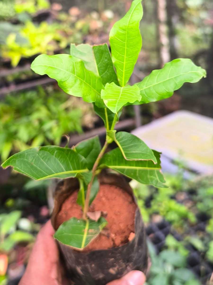 Petria White (Small rooted Plant in Poly bag) - Image 3