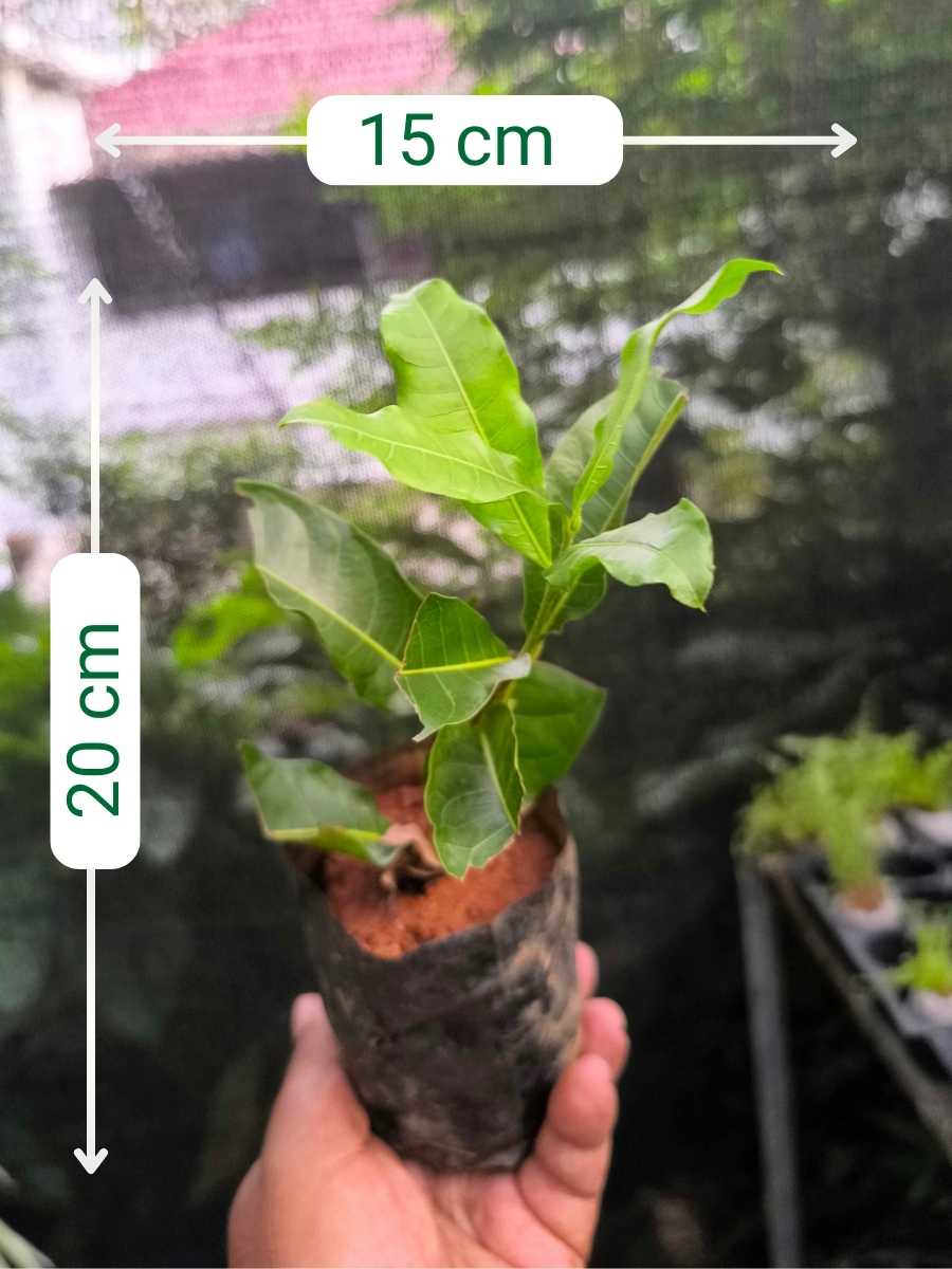 Petria White (Small rooted Plant in Poly bag) - Image 4
