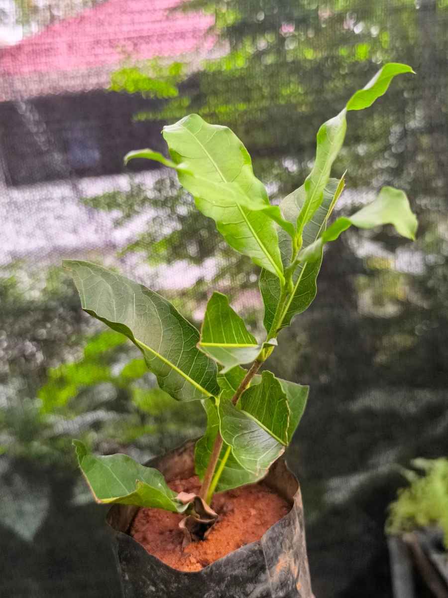Petria White (Small rooted Plant in Poly bag) - Image 5