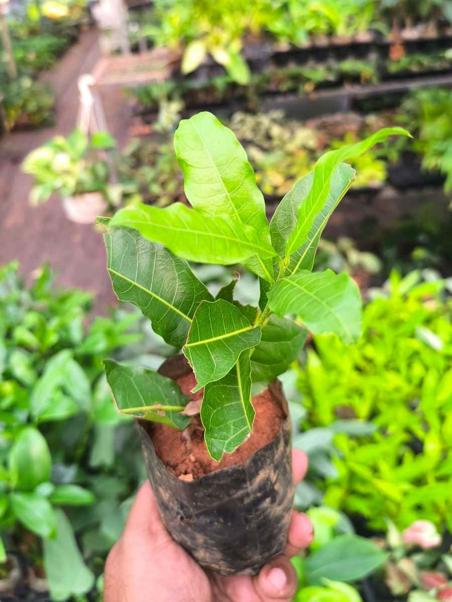 Petria White (Small rooted Plant in Poly bag) - Image 6