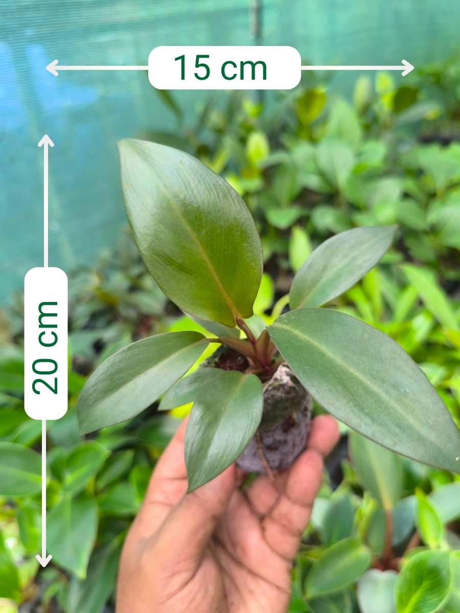 Philodendron Black Cardinal (Tissue Culture Plant in Jiffy Bag) - Image 3