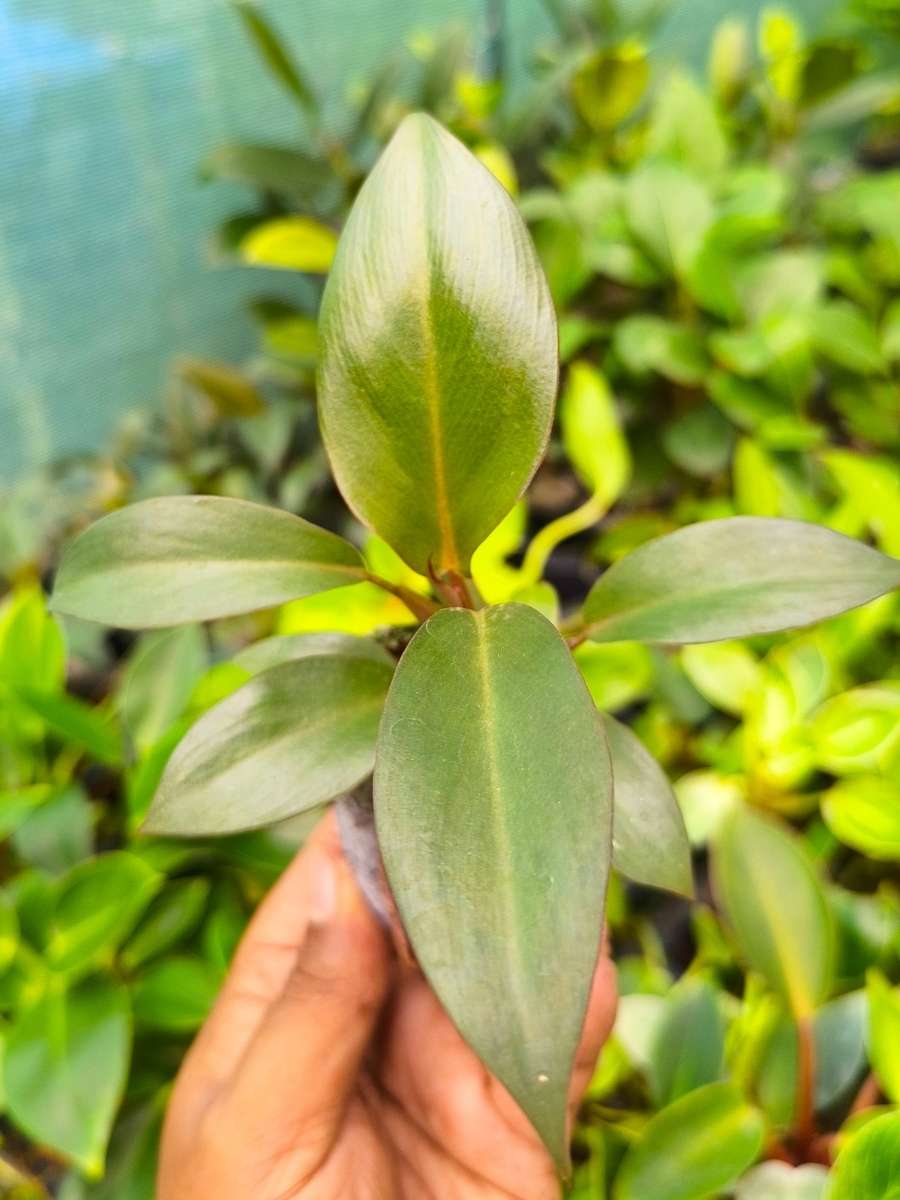 Philodendron Black Cardinal (Tissue Culture Plant in Jiffy Bag) - Image 4