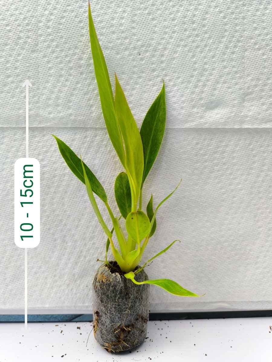 Philodendron Calkins gold (Tissue Culture Plant in Jiffy bag) - Image 2