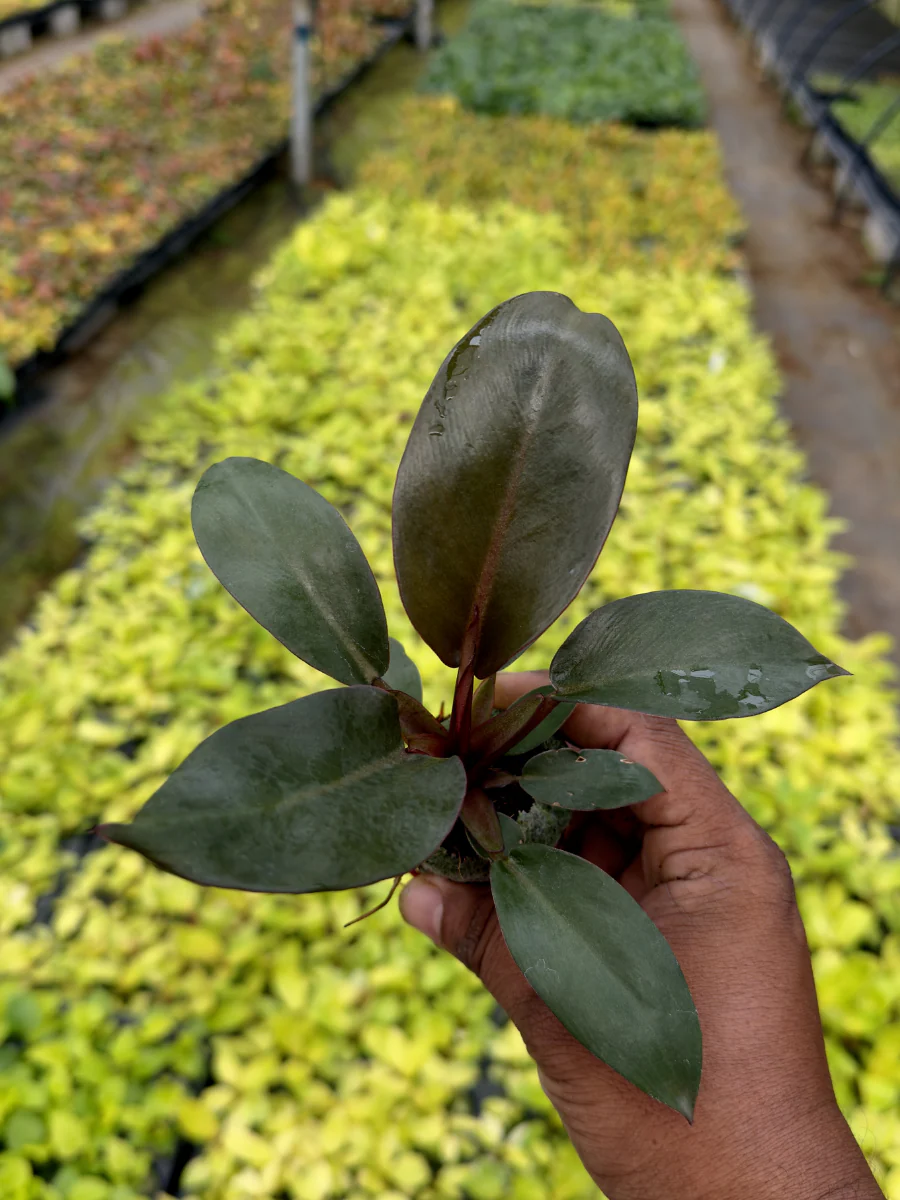 Philodendron Combo 777 (Monstera deliciosa, Florida bronze , Moonshine, Black cardinal, Macolis finale) Tissue culture plants in Jiffy - Image 3