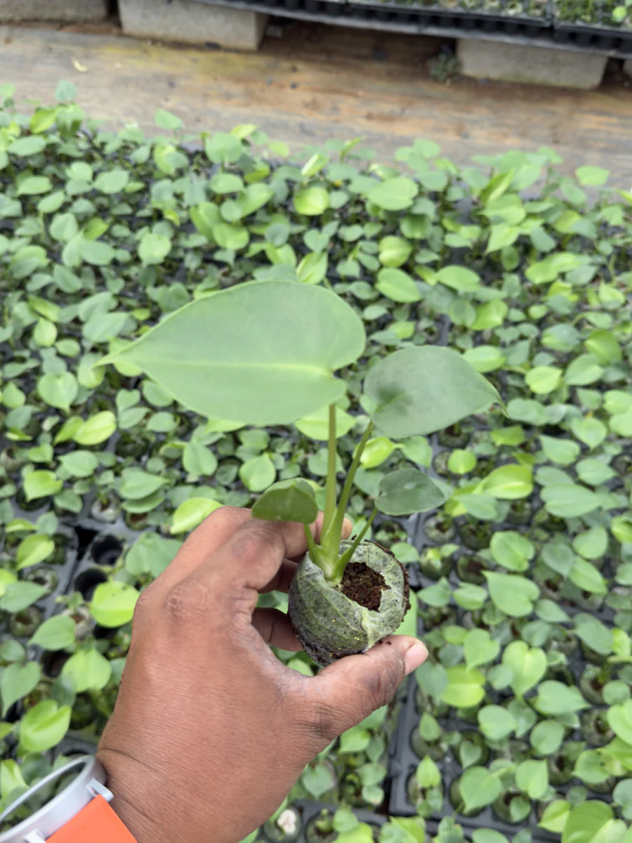Philodendron Combo 777 (Monstera deliciosa, Florida bronze , Moonshine, Black cardinal, Macolis finale) Tissue culture plants in Jiffy - Image 6