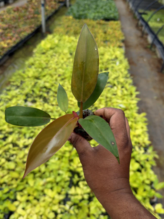 Philodendron Combo 777 (Monstera deliciosa, Florida bronze , Moonshine, Black cardinal, Macolis finale) Tissue culture plants in Jiffy - Image 7