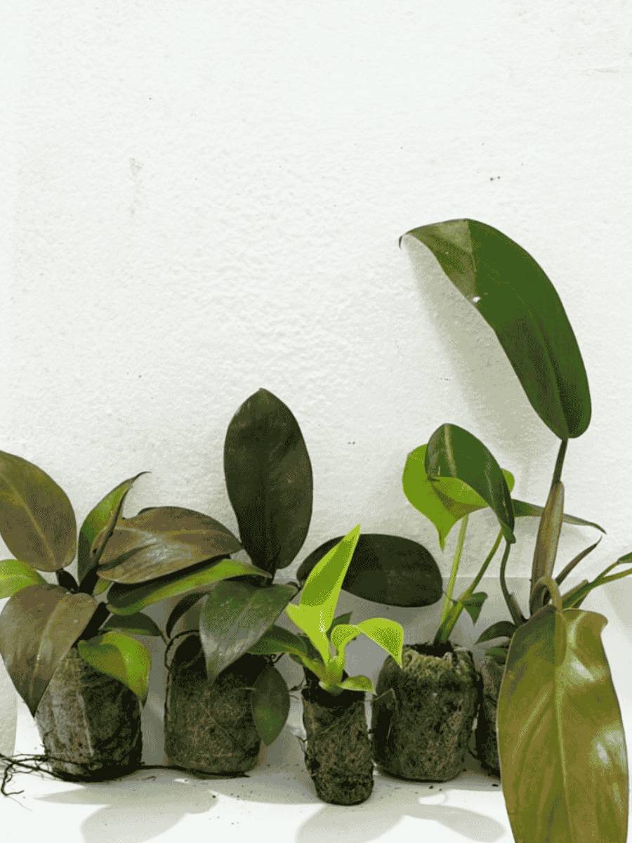 Philodendron Combo 777 (Monstera deliciosa, Florida bronze , Moonshine, Black cardinal, Macolis finale) Tissue culture plants in Jiffy - Image 8