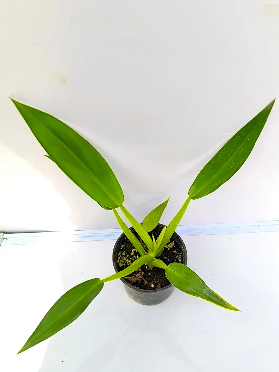 Philodendron Fat Boy ( Medium sized Plant Without pot)