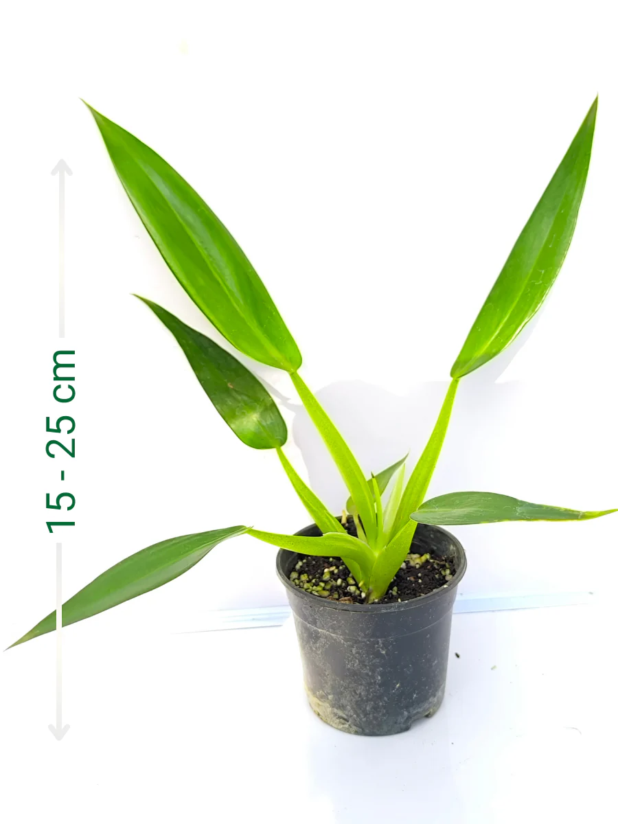 Philodendron Fat Boy ( Medium sized Plant Without pot) - Image 2