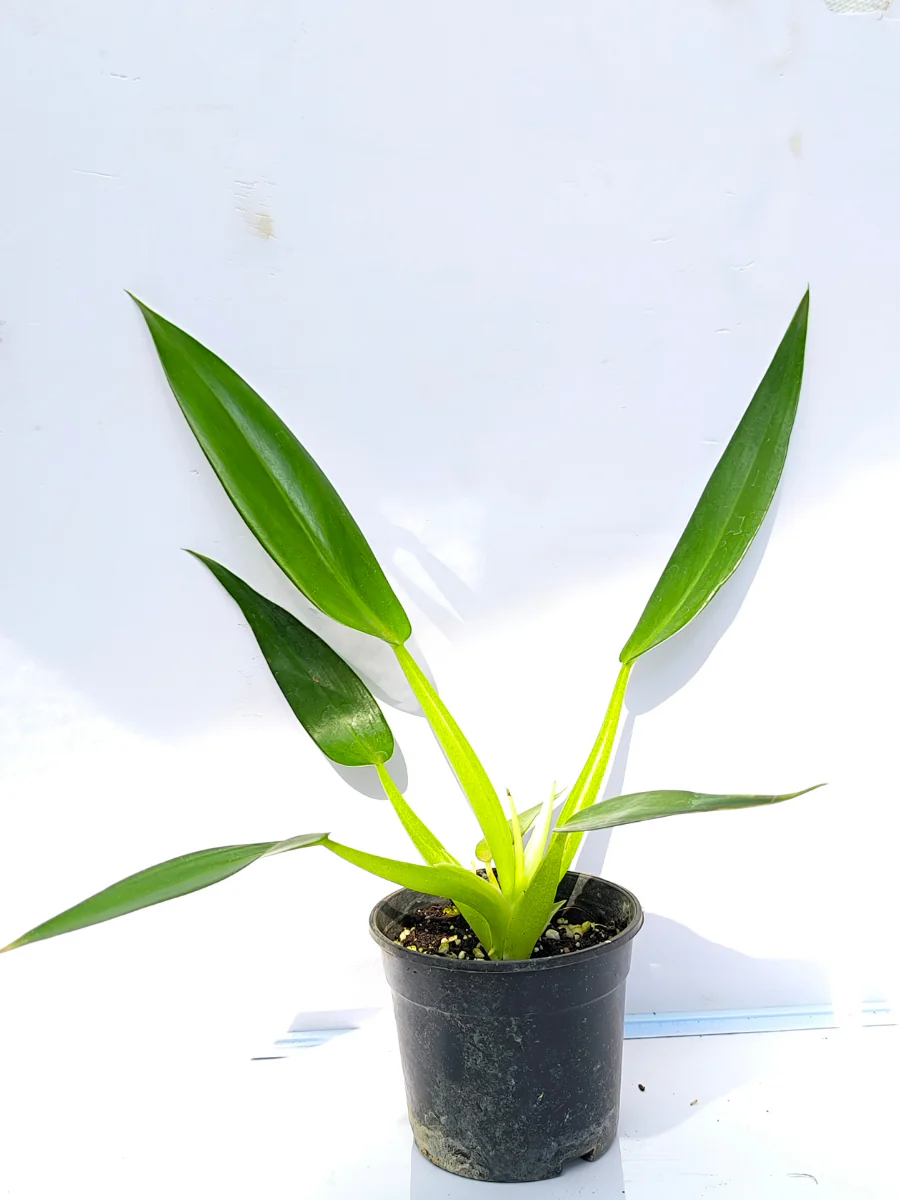 Philodendron Fat Boy ( Medium sized Plant Without pot) - Image 3