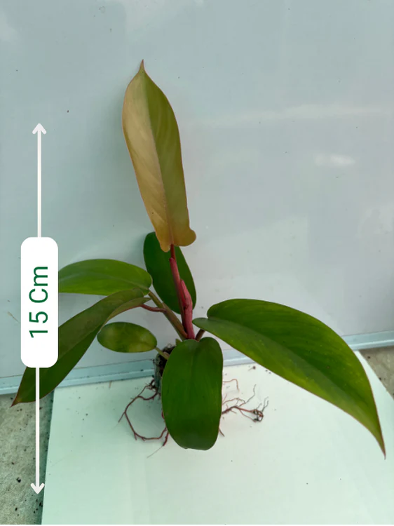 Philodendron Florida Bronze Well Rooted Plant in Jiffy Bag - Image 2