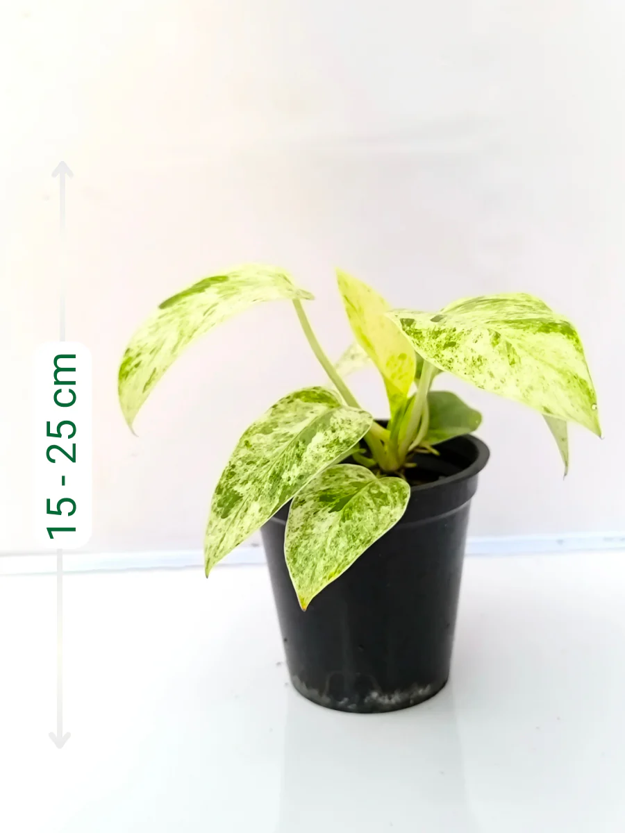 Philodendron Giganteum Blizzard  Medium Sized Plant Without Pot - Image 2