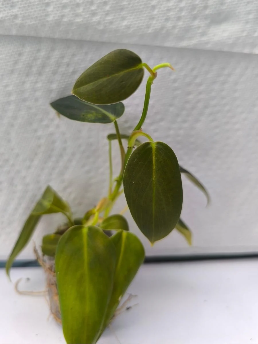 Philodendron Gigas (Tissue Culture Plant in Jiffy bag) - Image 2
