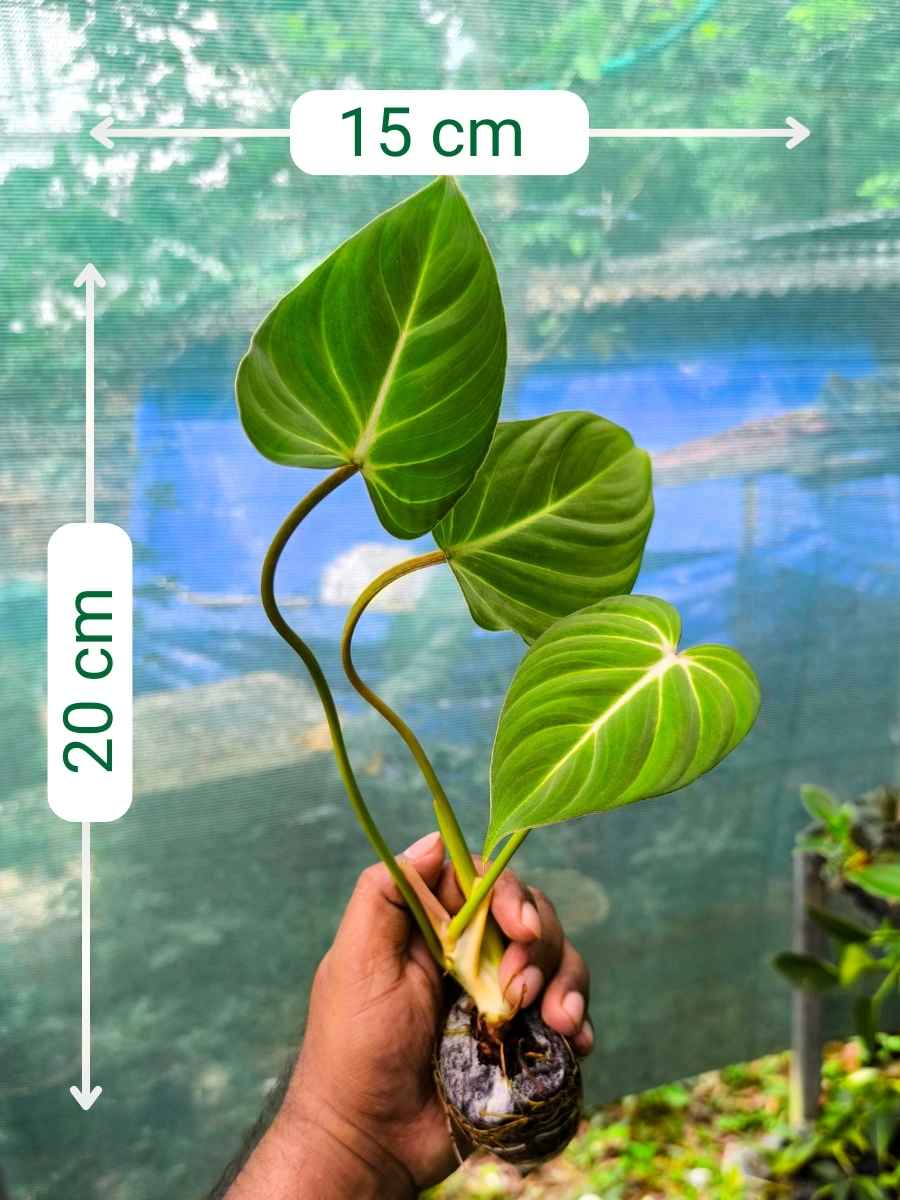 Philodendron Gloriosum (Tissue Culture Plant in Jiffy Bag) - Image 3